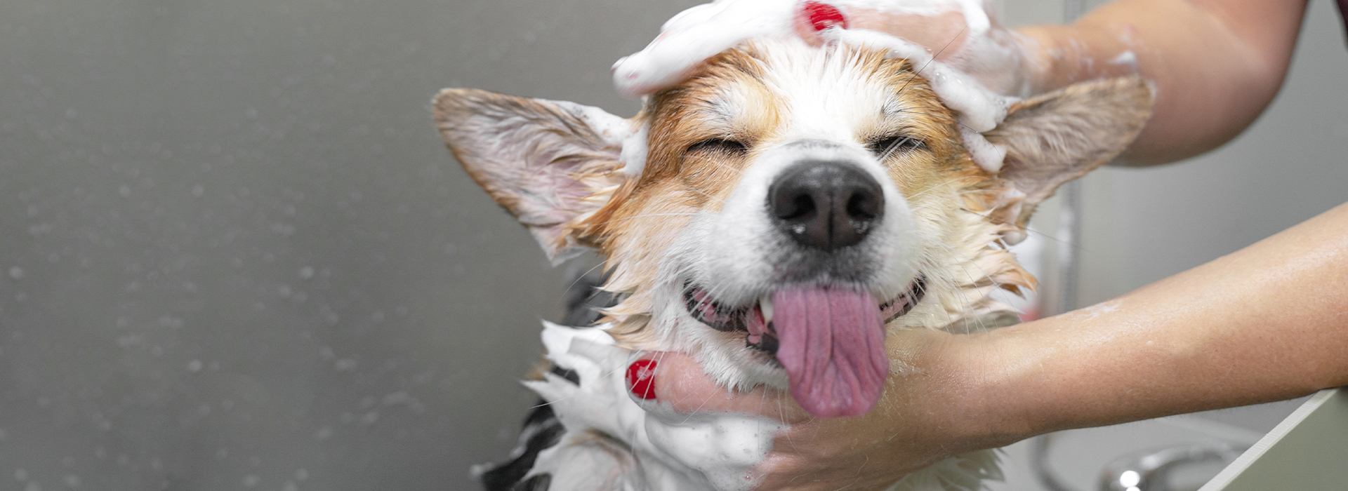 Pet Salon Services Champ & Charlie's Pet Grooming and Spa Pet Salon